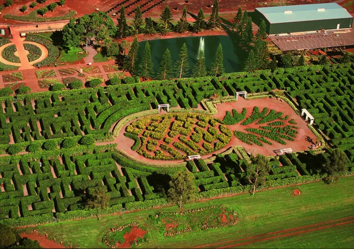 Aerial view of Dole Plantation pineapple-shaped hedge maze